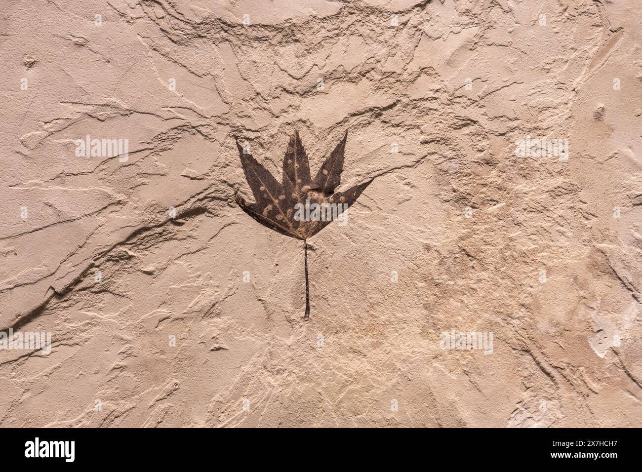 Feuille fossilisée au musée d'histoire naturelle de l'Utah Field House. Vernal, Utah. Banque D'Images