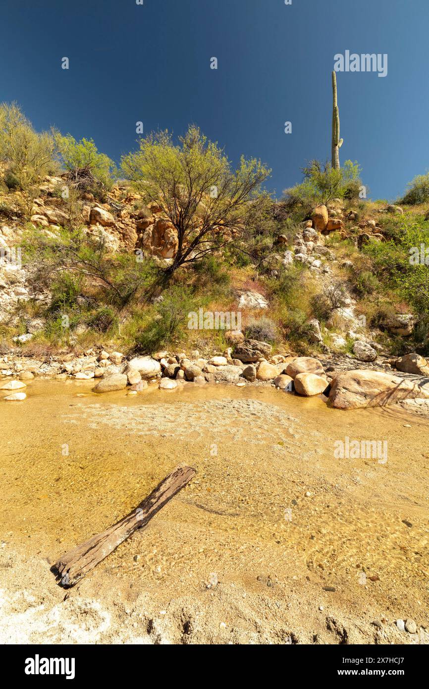 Le grand espace ouvert du glorieux Catalina State Park, Oro Valley, Arizona (USA). Caractéristiques naturelles, espace ouvert, appel esthétique, paysage, pittoresque Banque D'Images