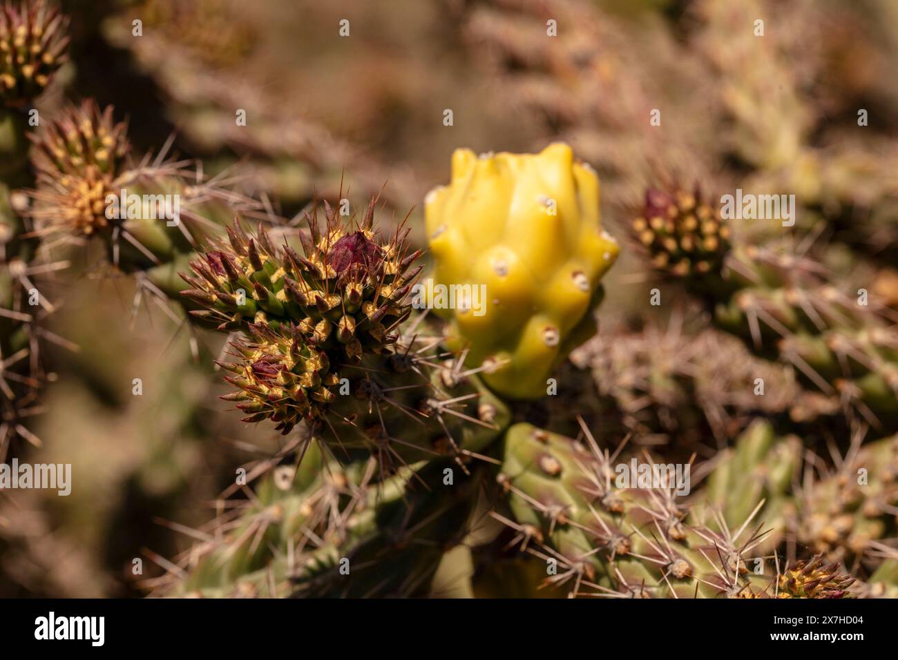 Portrait naturel de plante fleurie en gros plan du fruit à chaîne lisse Cholla Cylindropuntia fulgida) dans Catalina State Park, Oro Valley, Arizona, États-Unis. Ensoleillé Banque D'Images