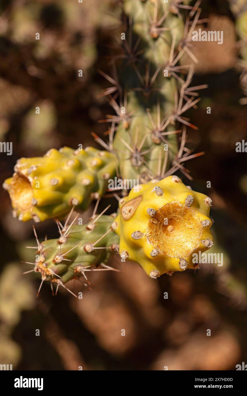 Portrait naturel de plante fleurie en gros plan du fruit à chaîne lisse Cholla Cylindropuntia fulgida) dans Catalina State Park, Oro Valley, Arizona, États-Unis. Ensoleillé Banque D'Images