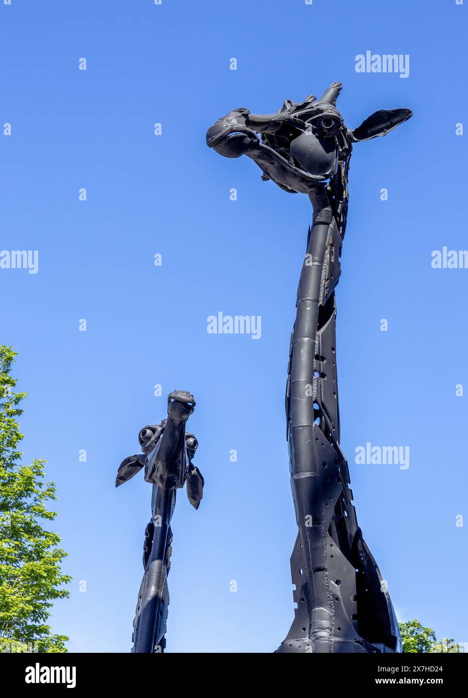 Deux sculptures de girafe fabriquées à partir de pièces de voitures et de motos et dévoilées en 2005 stands à l'extérieur de l'Omni Centre, Édimbourg, Écosse, Royaume-Uni Banque D'Images