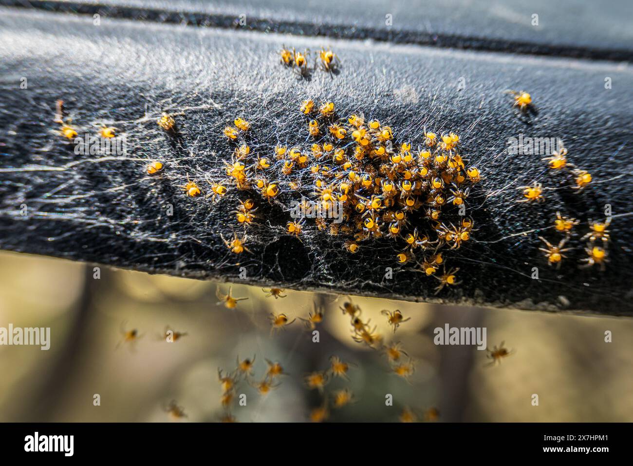 Un nid de nouvelles araignées européennes de jardin regroupées sur le bord d'une table de jardin. Banque D'Images