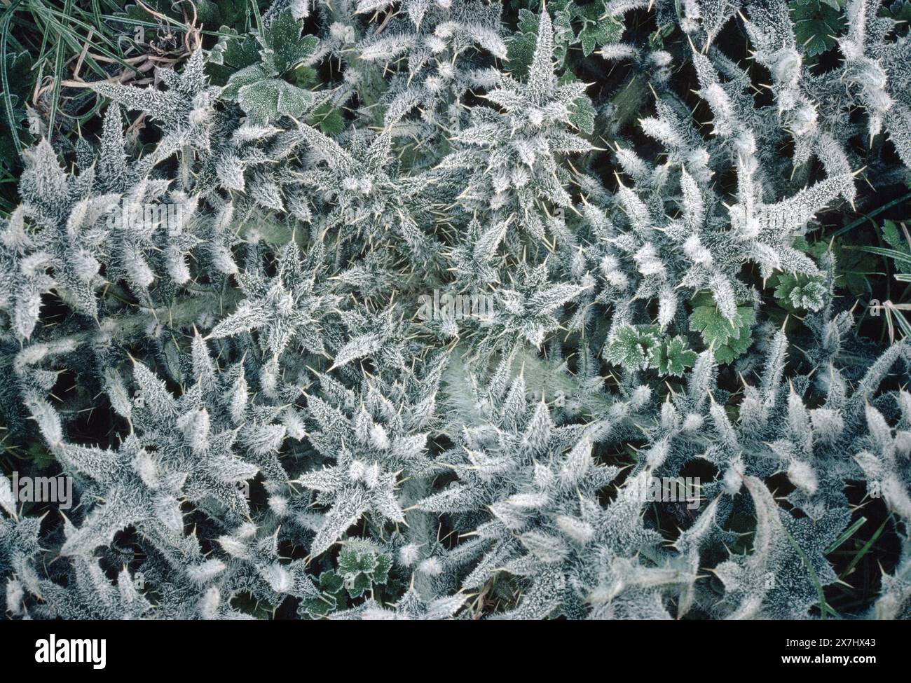 Chardon (Cirsium vulgare) feuilles givrées de plante émergente en hiver, Berwickshire, Écosse, février Banque D'Images
