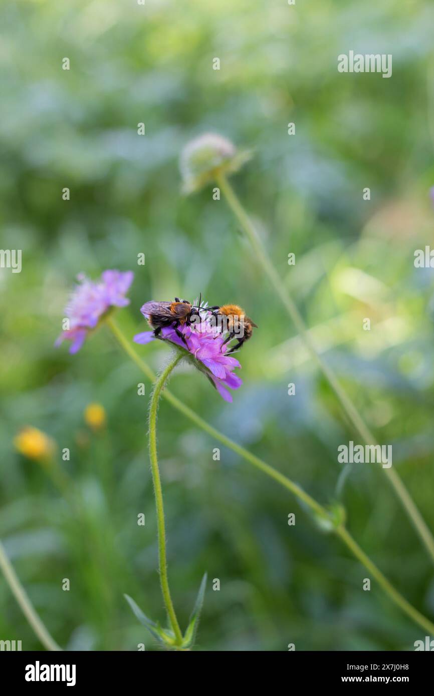 Deux bourdons mouillés avec de la rosée reposent sur la fleur violette le matin Banque D'Images