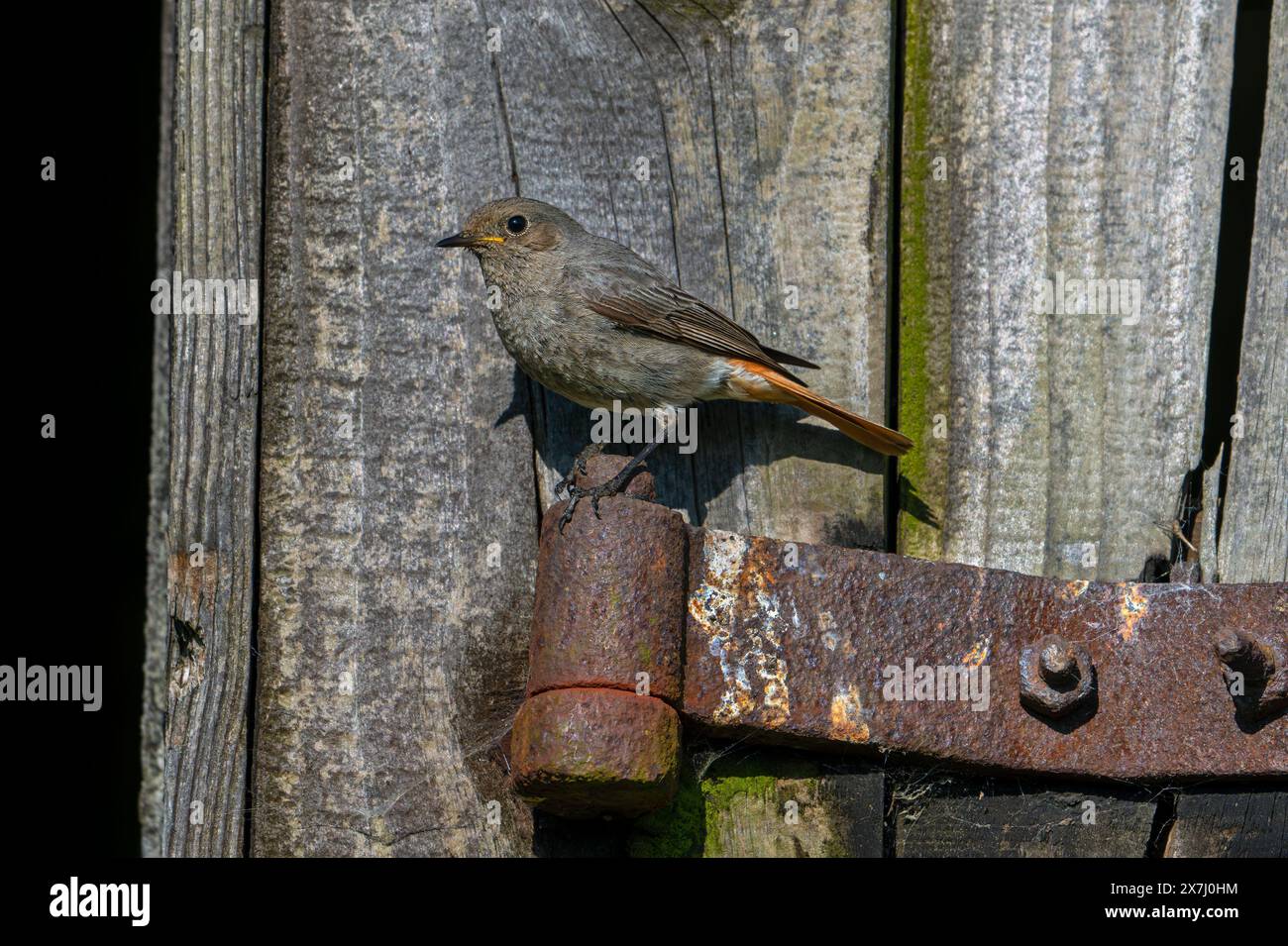 Rouge noir (Phoenicurus ochruros gibraltariensis) femelle / mâle de la première année civile perché sur la charnière rouillée d'une porte de grange / hangar altérée au printemps Banque D'Images