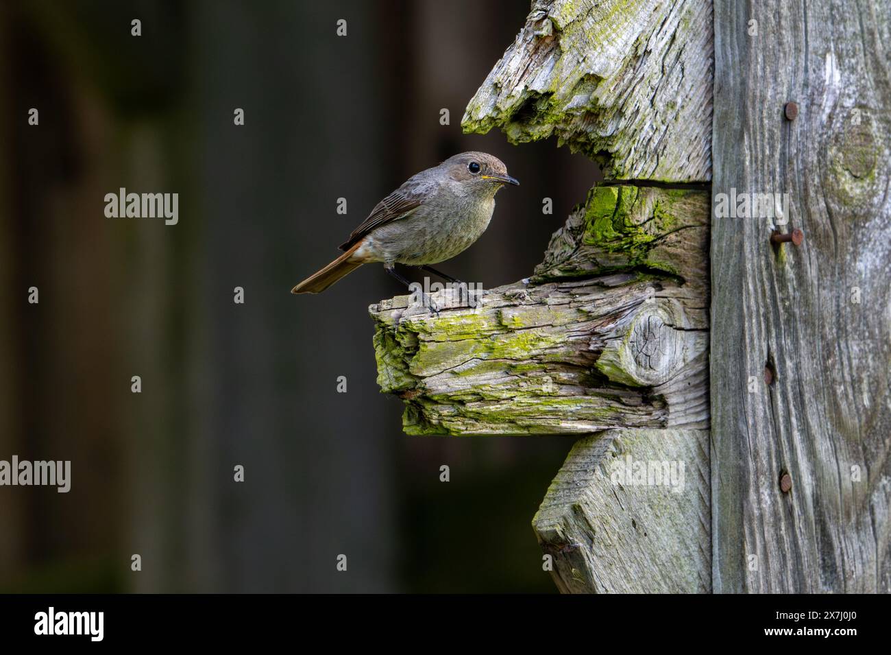 Rouge noir (Phoenicurus ochruros gibraltariensis) femelle / mâle de la première année civile perché sur une poutre en bois altérée de grange / hangar au printemps Banque D'Images