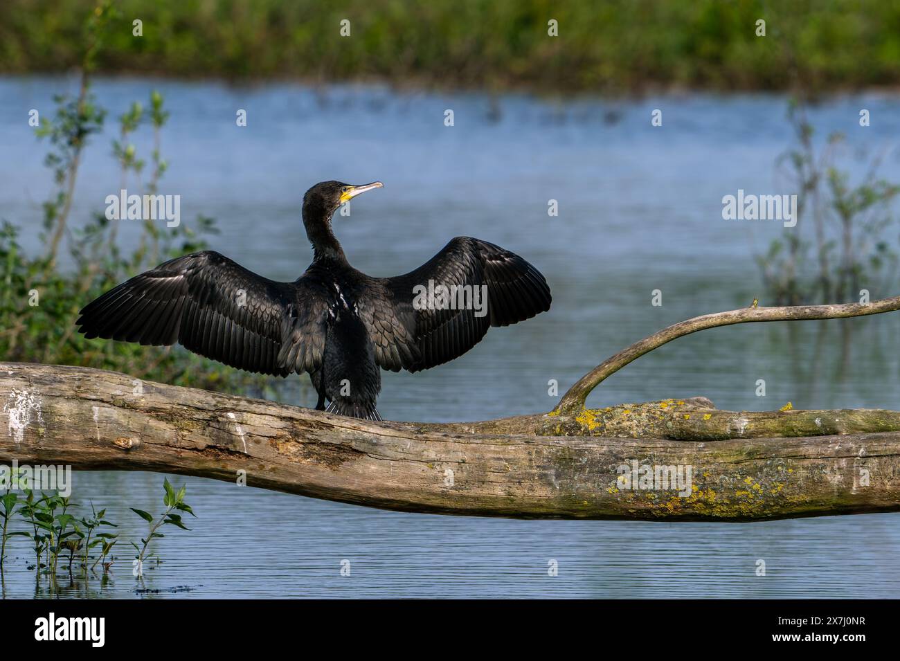 grand-cormoran-phalacrocorax-carbo-juv-nile-perch-sur-le-tronc-d