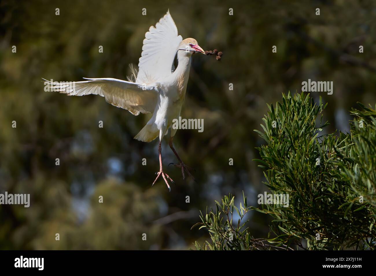 Aigrette de bétail de l'Ouest (Bubulcus ibis) avec du matériel de nidification dans son bec lors de l'atterrissage sur un arbre Banque D'Images