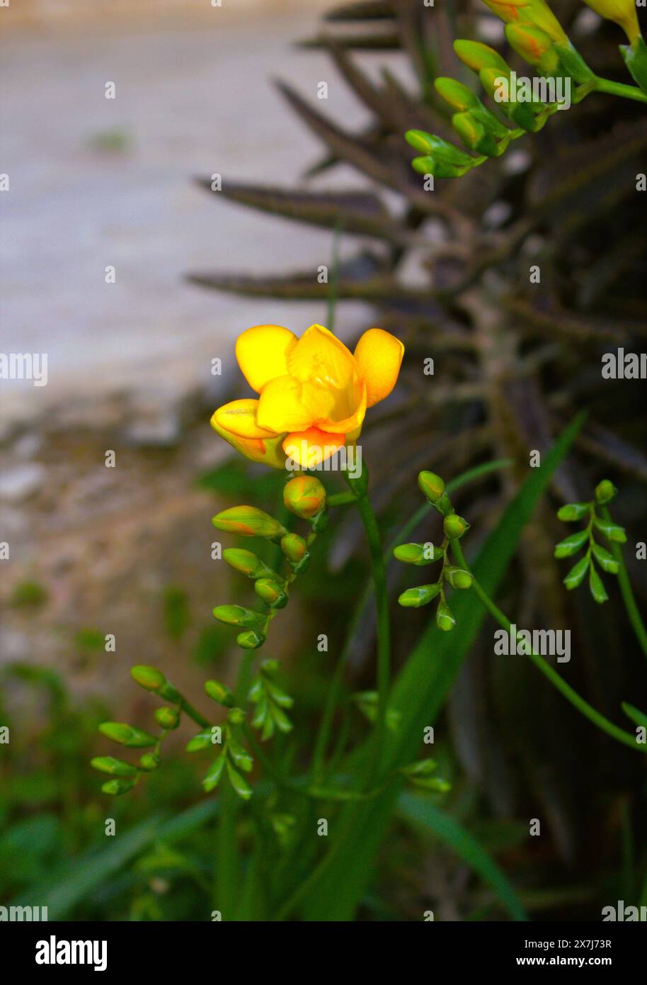 Freesia jaune, Freesia refracta (famille des Iridacées) est un genre de plantes herbacées à fleurs vivaces. Banque D'Images