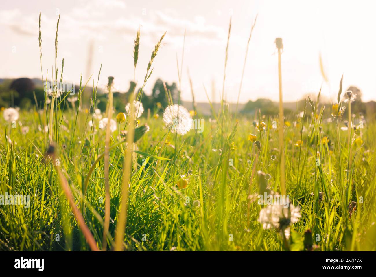 Les têtes de pissenlit (Taraxacum officinale) et les papillons de prairie (Ranunculus acris) poussant dans les longues herbes d'un pré captent le soleil du soir. Banque D'Images