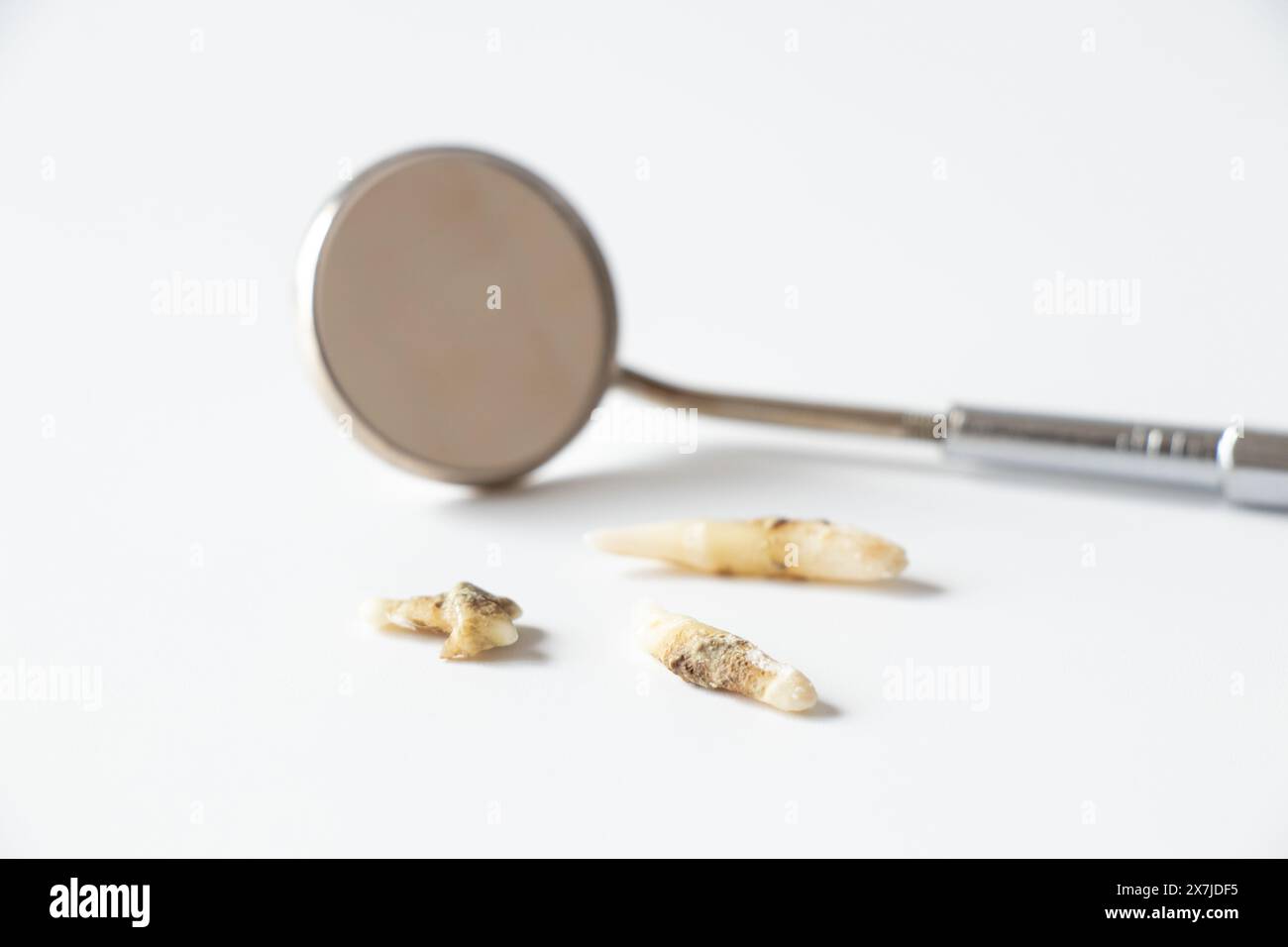 Trois mauvaises dents de chat arrachées et un miroir dentaire sur fond blanc, dentiste de chat Banque D'Images