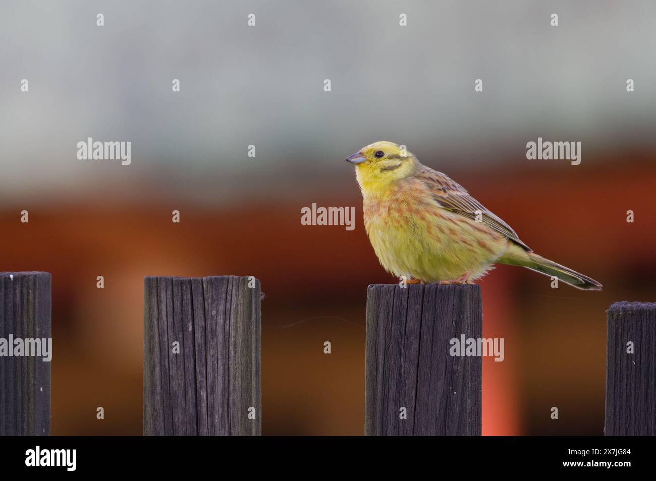 Emberiza citrinella aka Yellowhammer perché sur la clôture dans un quartier résidentiel. Soirée printanière. Banque D'Images