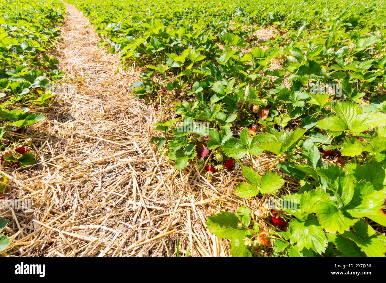 Gros plan de fraises sur la ferme « Pick Your Own », Hongrie Banque D'Images