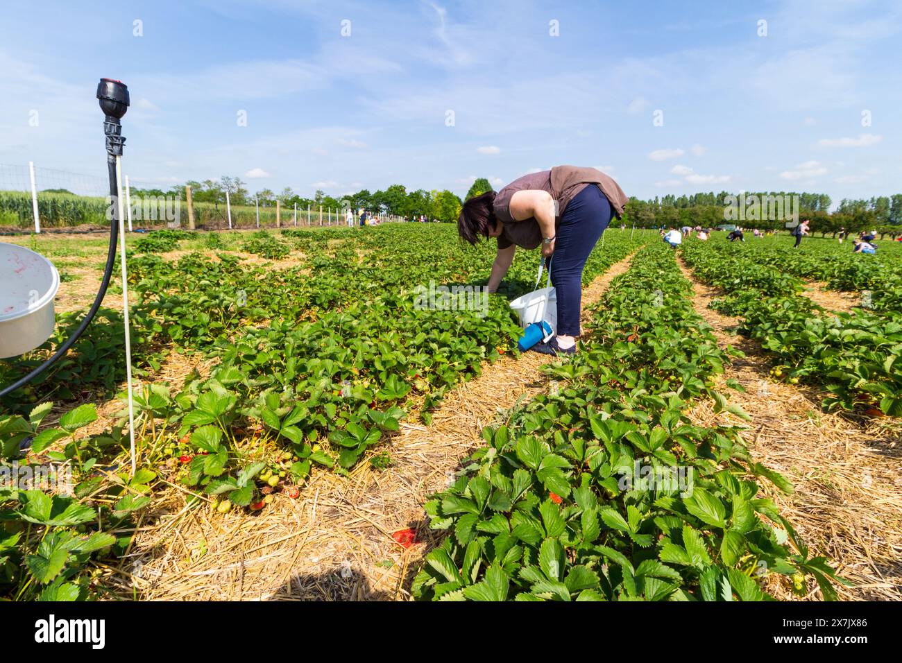Champ de fraises avec des gens sur 'Pick Your Own' ferme, Hongrie Banque D'Images