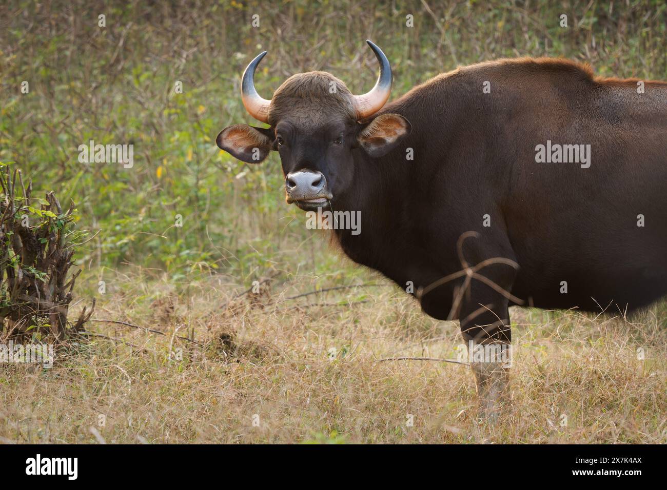 Le gaur - Bos gaurus, également bison indien, portrait sur fond vert, le plus grand bovin existant originaire d'Asie du Sud et d'Asie du Sud-est, en Inde. Banque D'Images