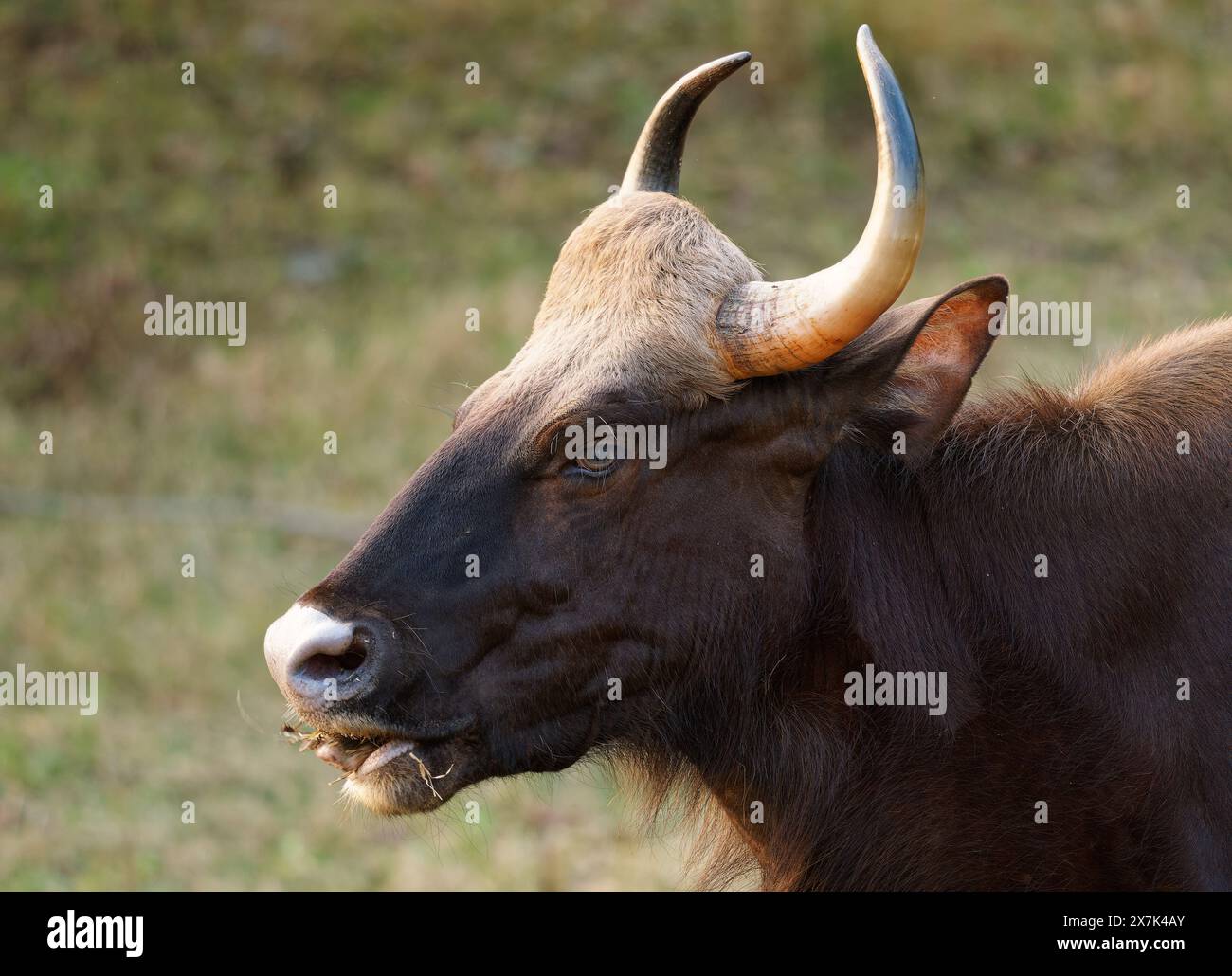 Le gaur - Bos gaurus, également bison indien, portrait sur fond vert, le plus grand bovin existant originaire d'Asie du Sud et d'Asie du Sud-est, en Inde. Banque D'Images