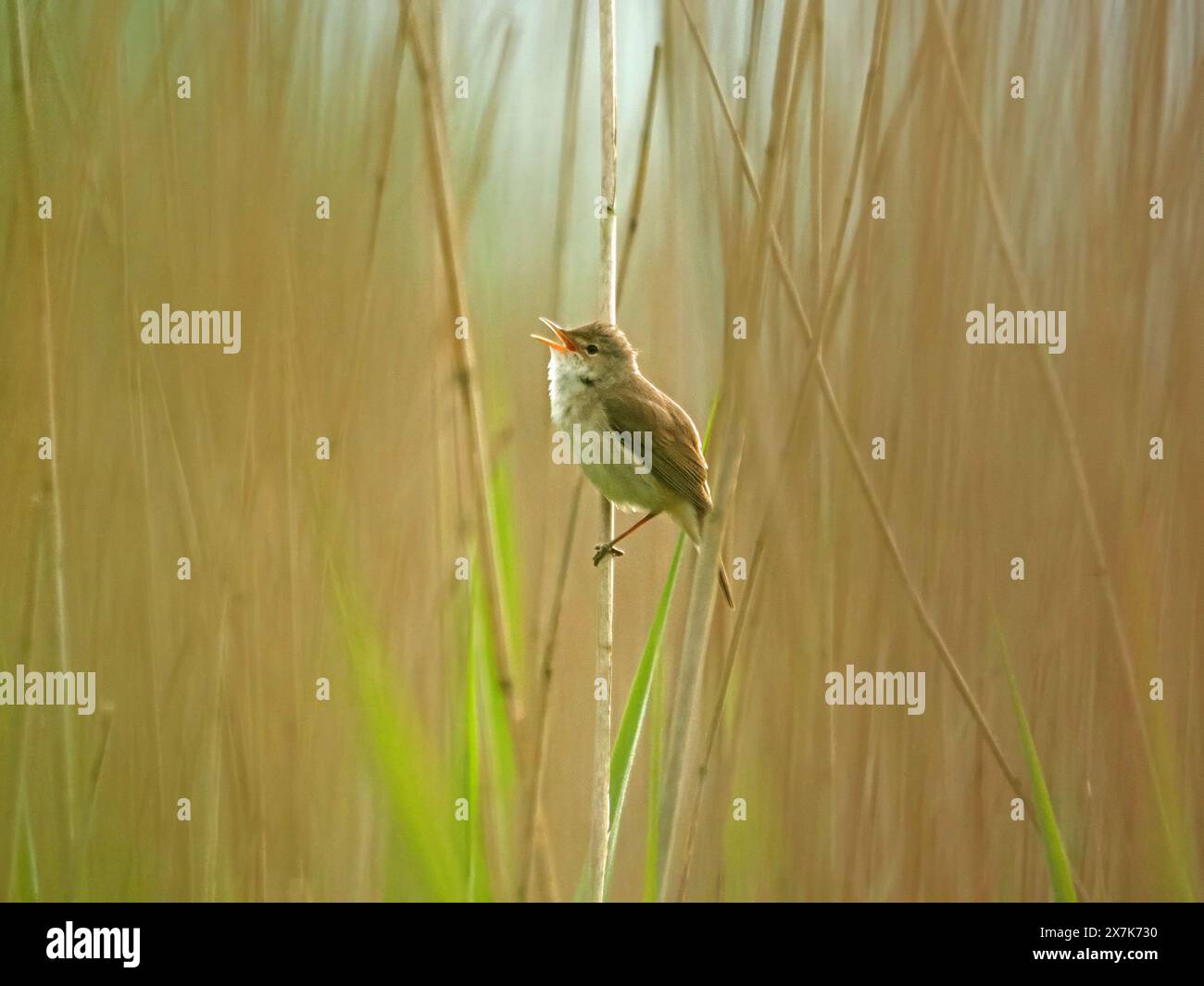 Paruline de roseau commun (Acrocephalus scirpaceus) chantant avec bec large ouvert visible à travers l'écart dans les roseaux à RSPB Leighton Moss, Lancashire, Angleterre Royaume-Uni Banque D'Images