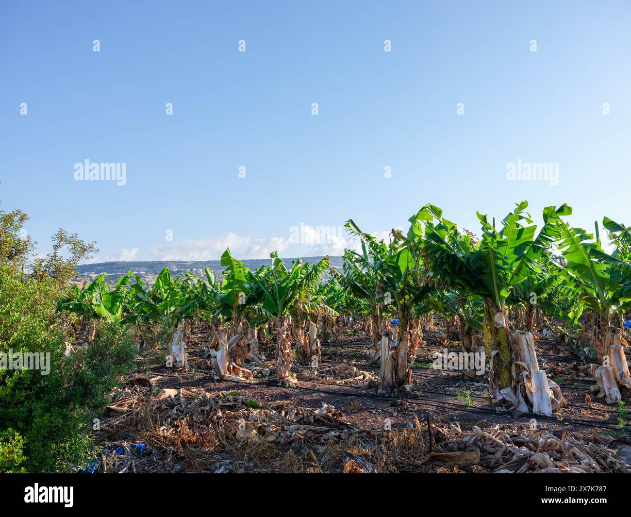 Mai 2024 - plantation de bananes près de Pegeia, Pafos, Chypre. Banque D'Images