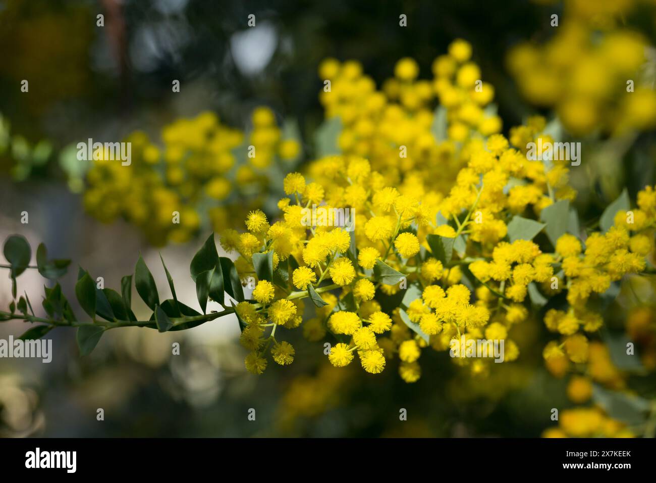 Acacia cultriformis australienne fleurs jaune vif Banque D'Images