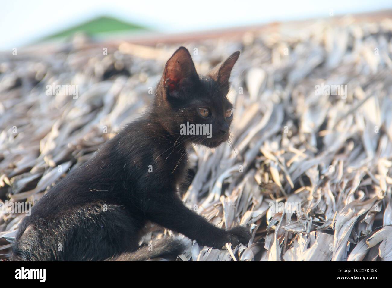 Petit chaton noir jouant autour de la maison Banque D'Images