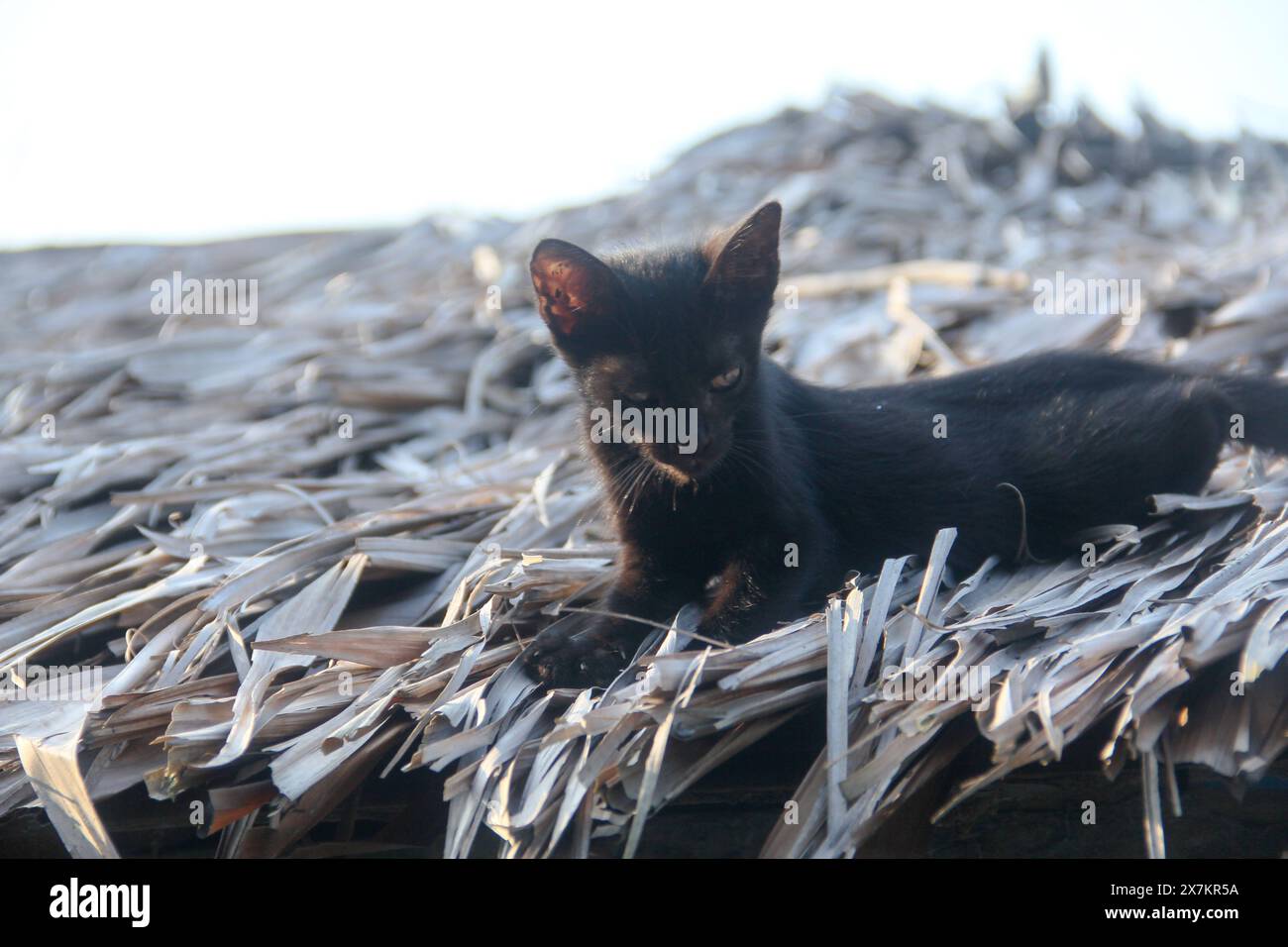 Petit chaton noir jouant autour de la maison Banque D'Images