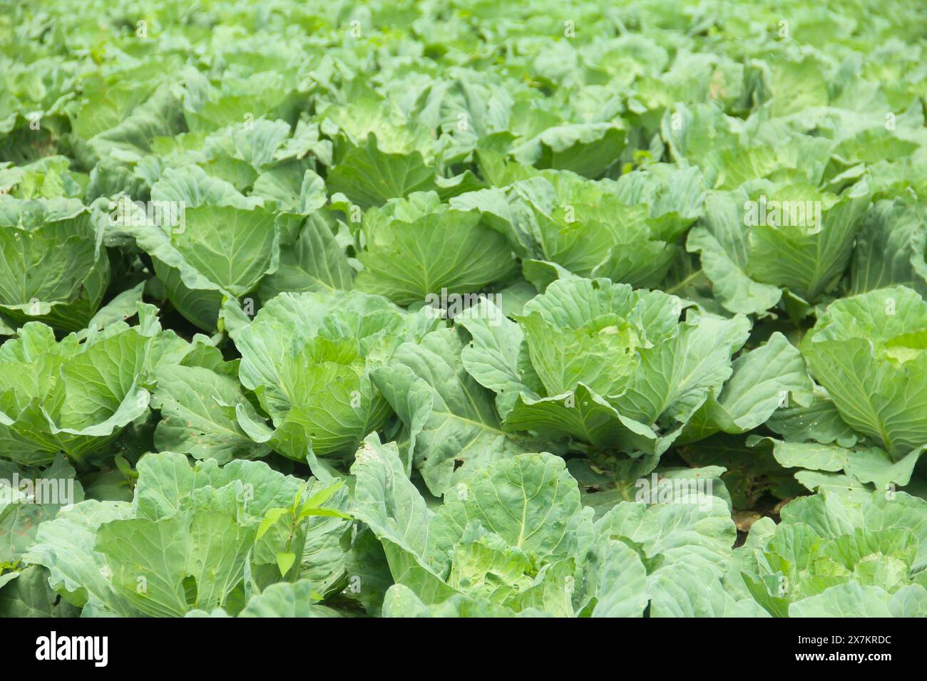 Légumes de chou qui sont encore sur la plantation. plantes de chou qui poussent sur un sol fertile dans les hautes terres Banque D'Images