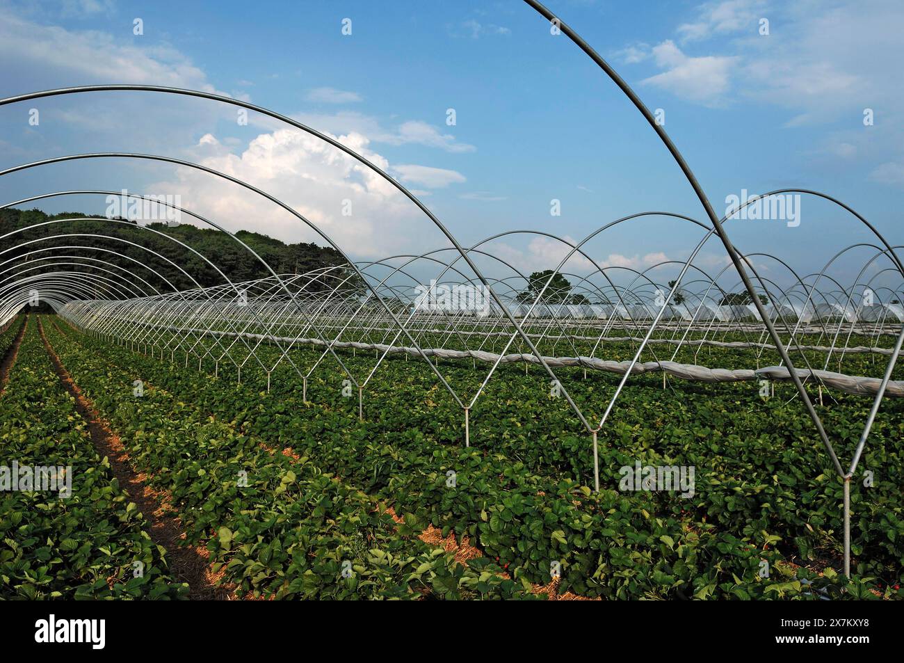 Plantations de fraises avec perches de tente, Chilcote, South Derbyshire, Angleterre, Grande-Bretagne Banque D'Images