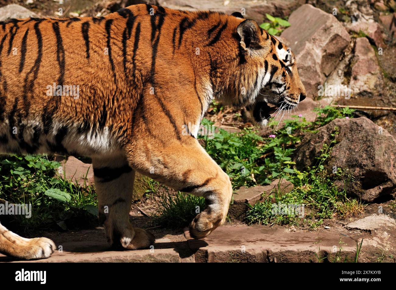 Tigre de Sibérie (Panthera tigris altaica), zoo de Nuremberg, moyenne Franconie, Bavière, Allemagne Banque D'Images