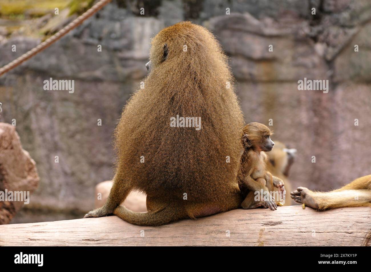 Mère et enfant de sphings ou babouins d'Inde (Papio papio) sur tronc d'arbre, Afrique de l'Ouest, Zoo de Nuremberg, Am Tiergarten 30, Nuremberg, milieu Banque D'Images