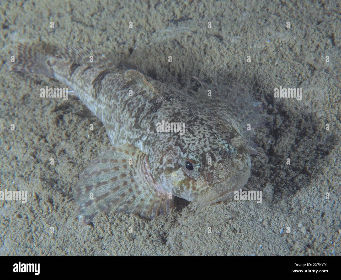 Un poisson bien camouflé, european Bullhead (Cottus Gobio), repose sur un substrat sablonneux au fond du lac. Site de plongée Grosser Parkplatz Banque D'Images