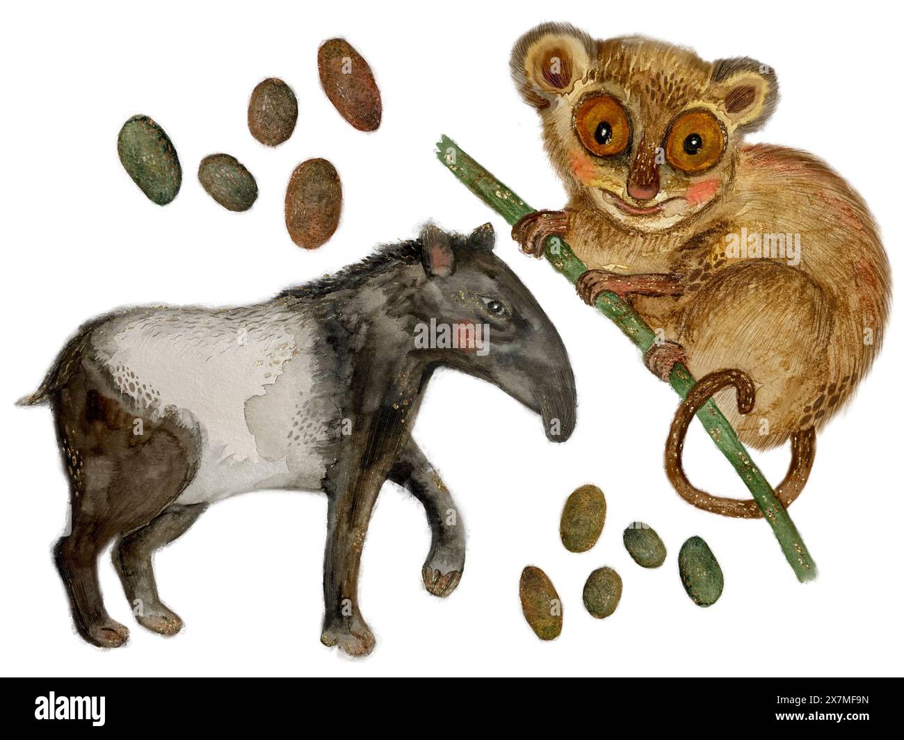 Ensemble d'animaux asiatiques tropicaux tapir noir et blanc et tarsier brun, galets colorés. Clipart isolé à l'aquarelle sur un fond blanc. Dessiné à la main. Banque D'Images
