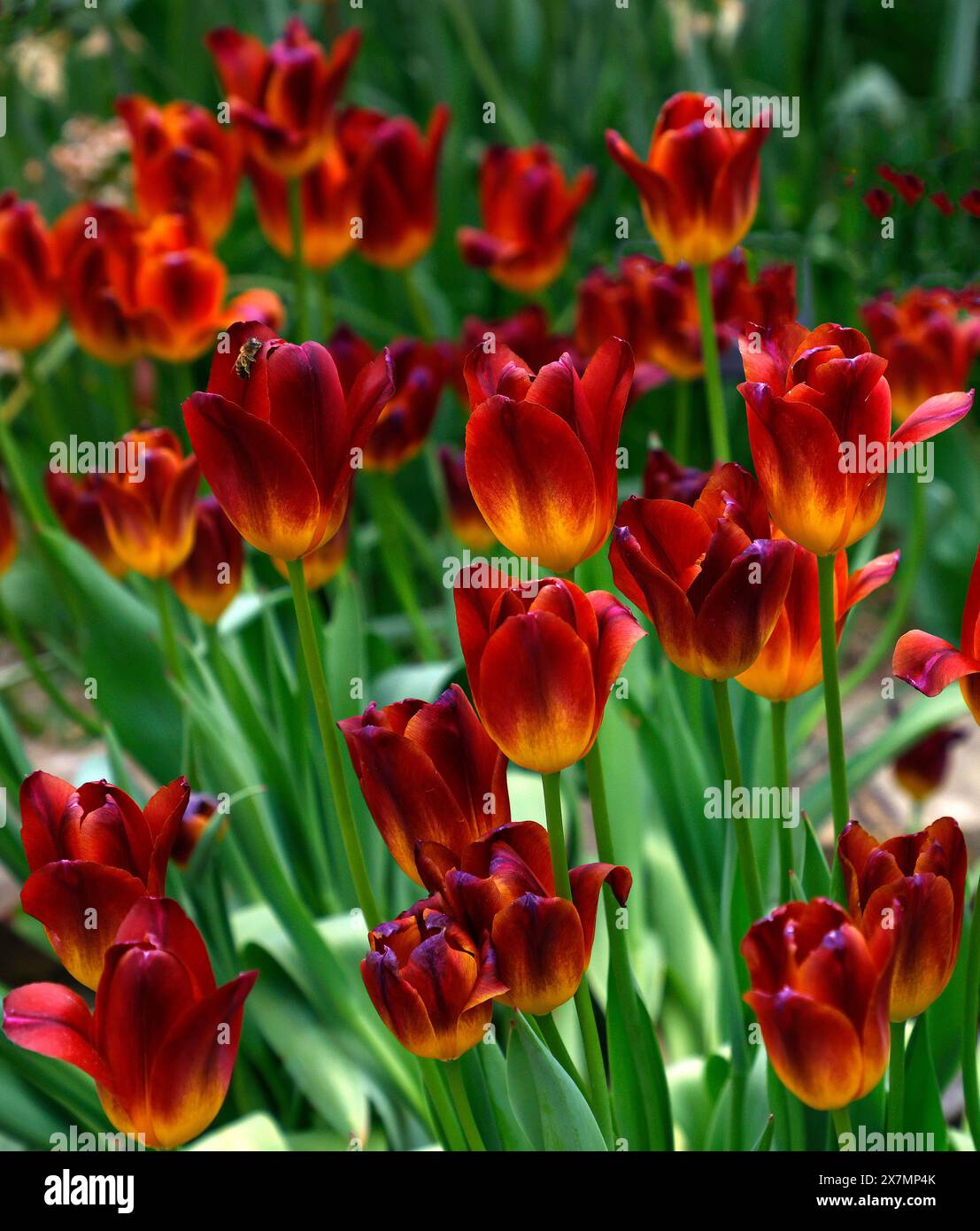 Gros plan des fleurs rouge grenat et jaune ambre du jardin pérenne à fleurs printanières triomphe Tulipa Amber Glow. Banque D'Images