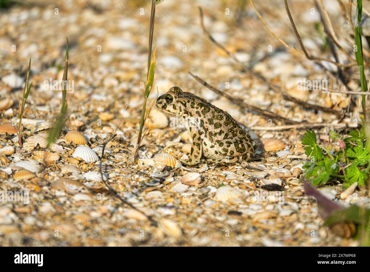 Le crapaud variable (Bufo viridis) chasse les petits insectes dans les dunes des steppes. Arabatskaya strelka. Mer d'Azov Banque D'Images