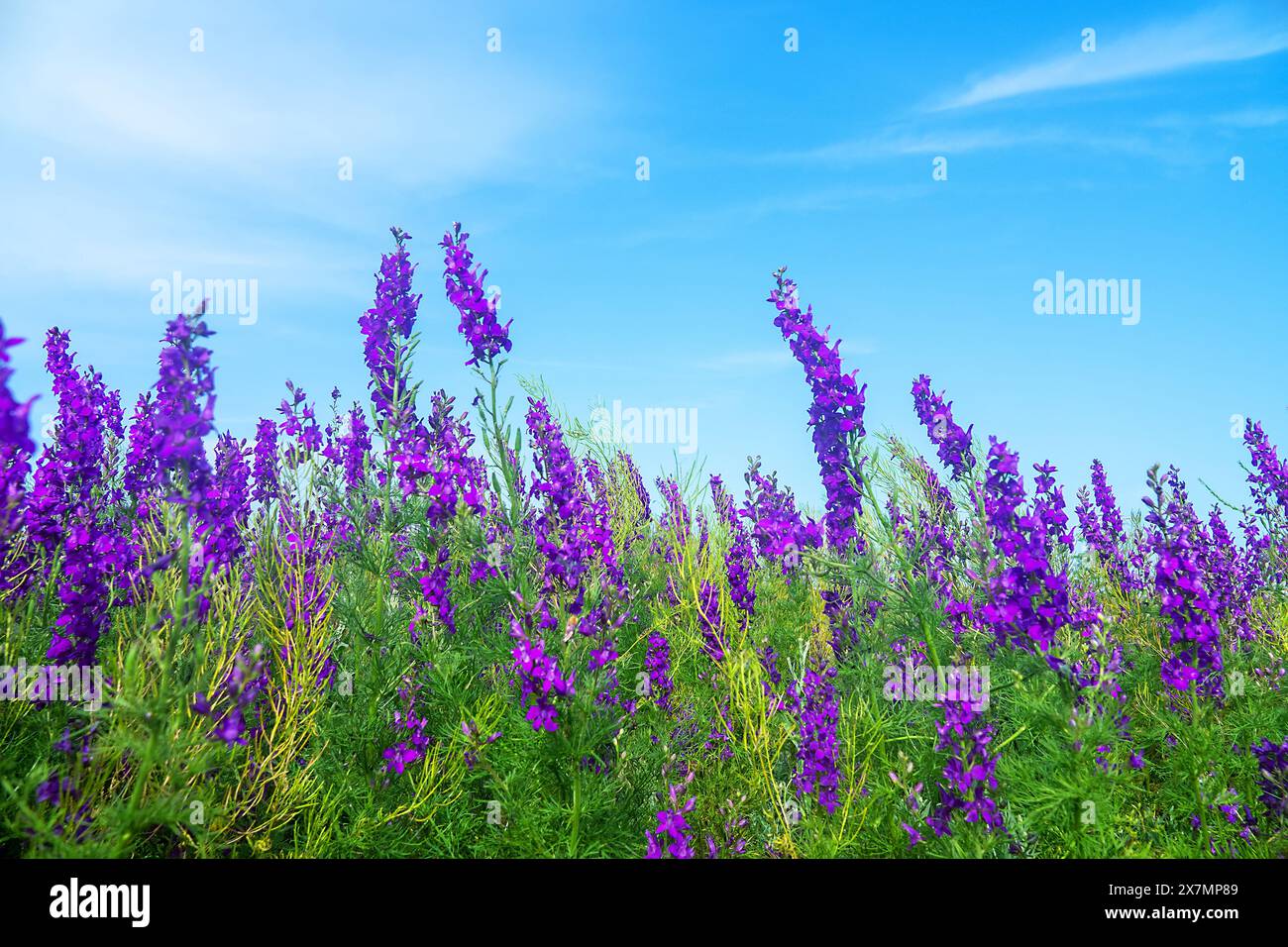 Champ sauvage bleu. Steppe secondaire sur la péninsule de Kertch, Crimée envahie par le larkspur (Delphinium consolida) Banque D'Images