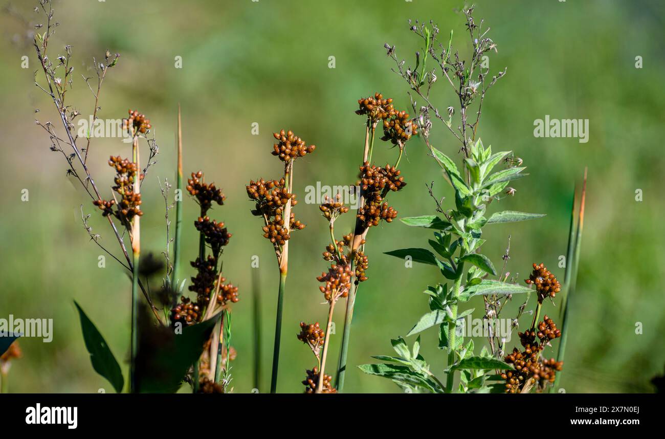 Juncus acutus, le rush épineux, le rush pointu ou le rush pointu pointu, est une plante à fleurs de la famille des monocotylédones Juncaceae. Photographié à la ec artificielle Banque D'Images