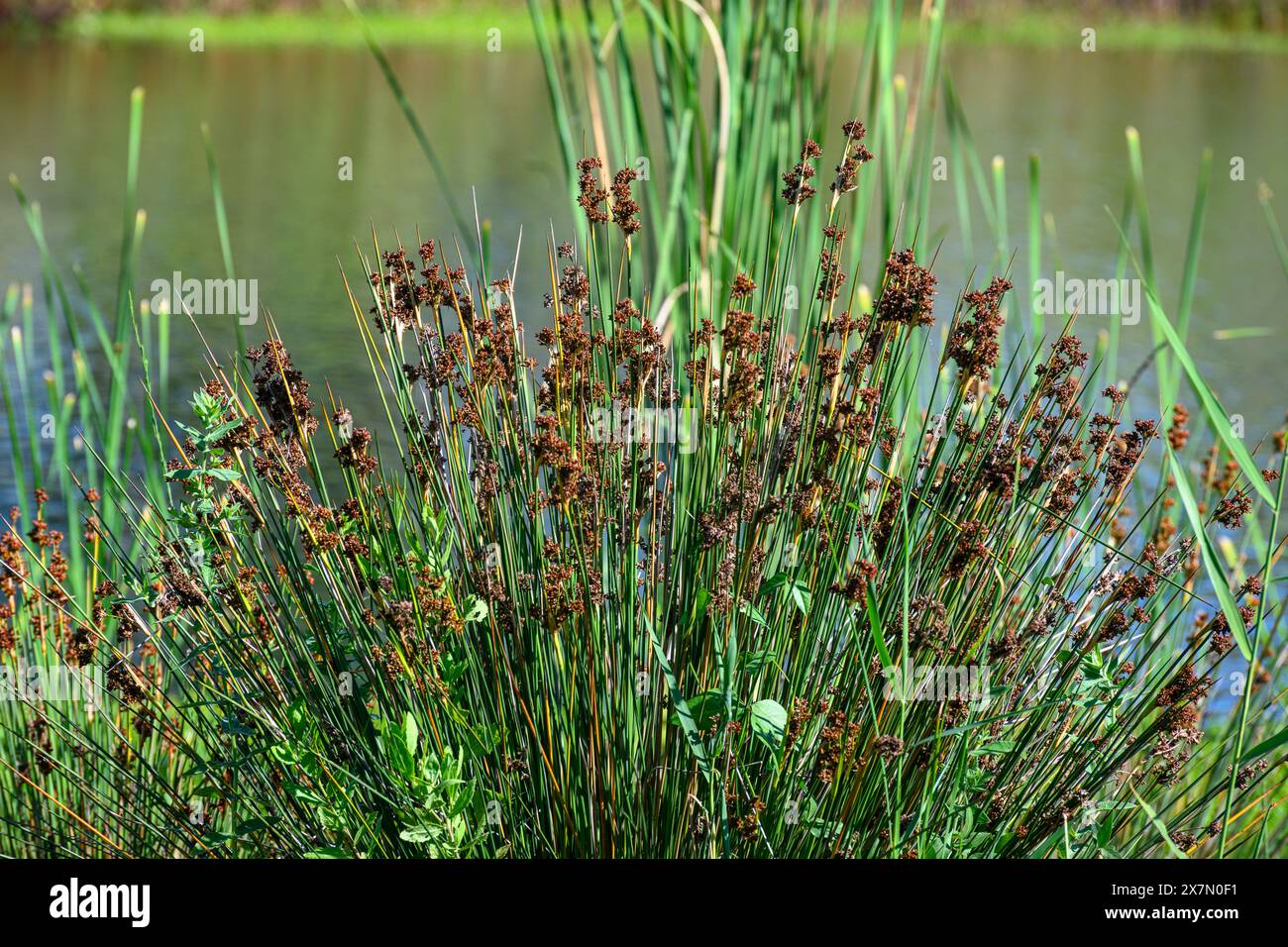 Juncus acutus, le rush épineux, le rush pointu ou le rush pointu pointu, est une plante à fleurs de la famille des monocotylédones Juncaceae. Photographié à la ec artificielle Banque D'Images