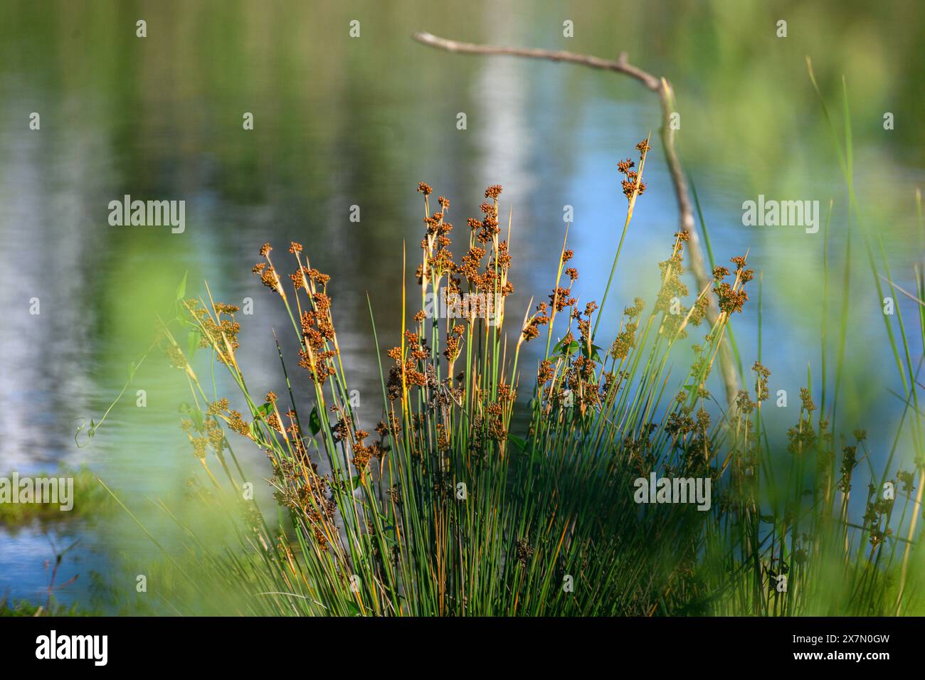 Juncus acutus, le rush épineux, le rush pointu ou le rush pointu pointu, est une plante à fleurs de la famille des monocotylédones Juncaceae. Photographié à la ec artificielle Banque D'Images