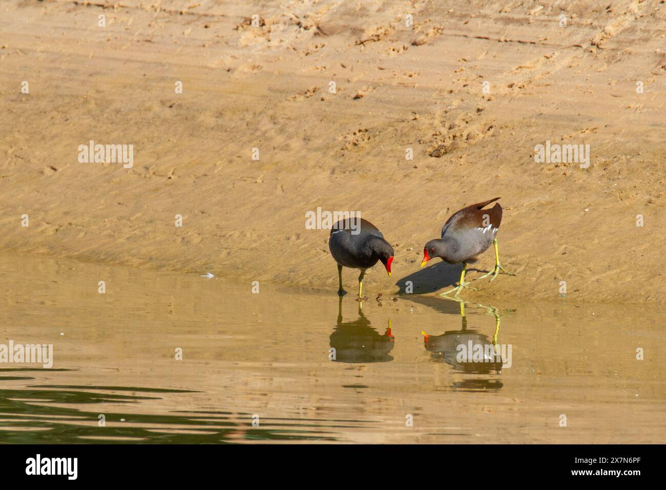 Moorhen commun (Gallinula chloropus) nage dans un étang. Photographié en Israël Banque D'Images