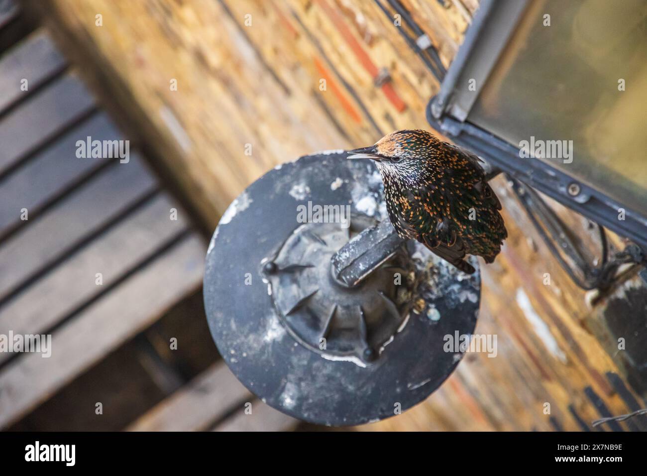 Un oiseau étourlé perché sur un lampadaire au Camden Market à Londres Banque D'Images