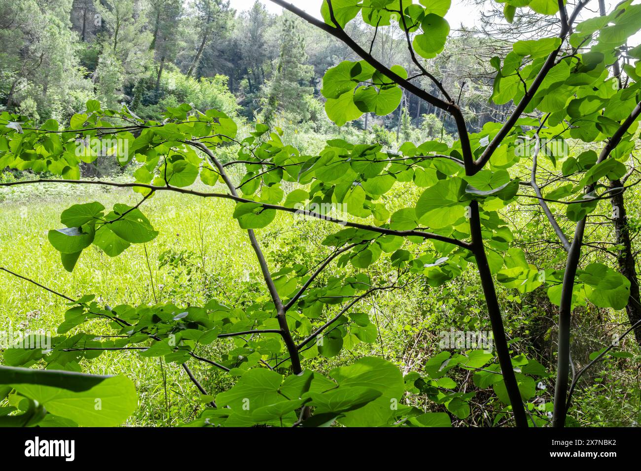 'Parmi les arbres imposants et les feuilles murmurantes, je trouve du réconfort et un sentiment d'appartenance. 🌲🌾' Banque D'Images