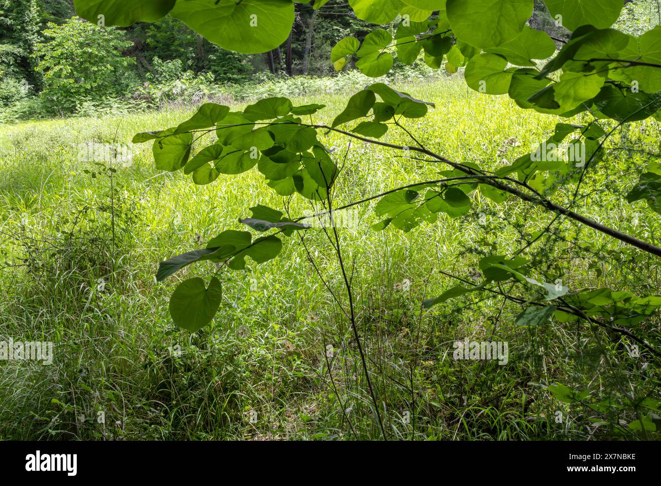 « Il n’y a rien de tel que l’étreinte d’une forêt dense, où l’air est pur et où l’âme se sent en paix. 🌳💚' Banque D'Images
