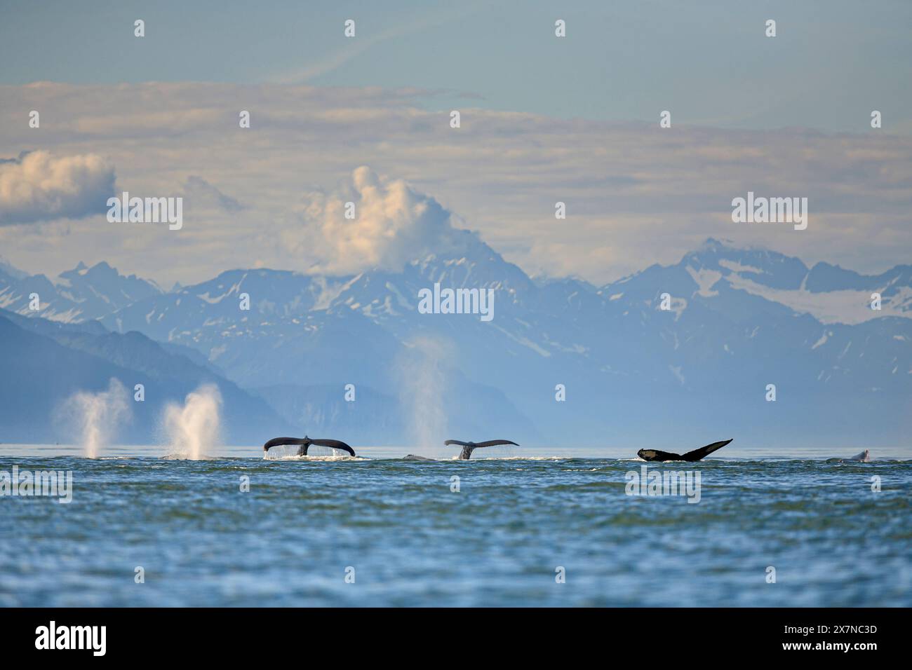 Baleines à bosse, Megaptera novaeangliae, manger, plonger, Juneau, Alaska du Sud-est, Alaska, États-Unis Banque D'Images