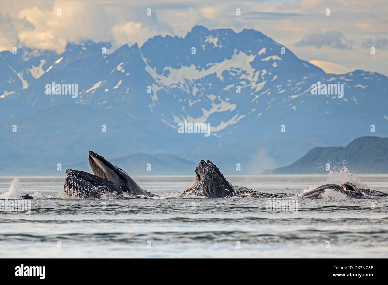 Baleines à bosse, Megaptera novaeangliae, manger, plonger, Juneau, Alaska du Sud-est, Alaska, États-Unis Banque D'Images