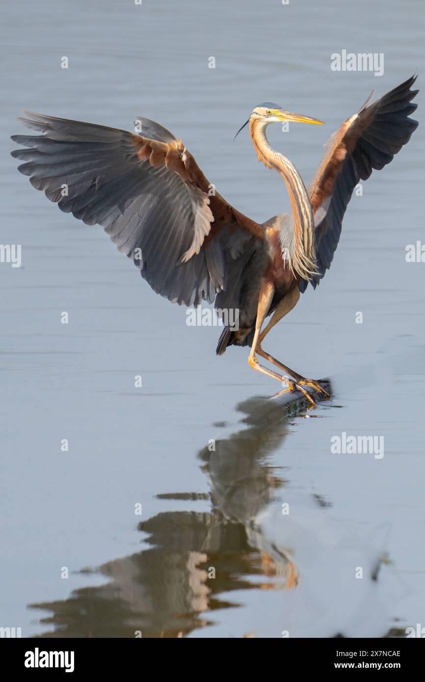 La recherche de l'heron violet (Ardea purpurea). Ce héron se trouve en Afrique, en Europe centrale et australe et en Asie du Sud et de l'est. Il se tient autour Banque D'Images