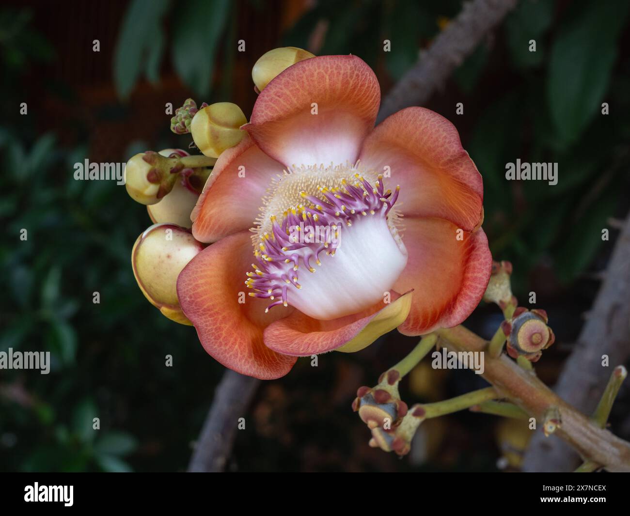 Vue rapprochée de fleurs exotiques colorées et de bourgeons d'arbre tropical à boulettes de canon ou couroupita guianensis Banque D'Images