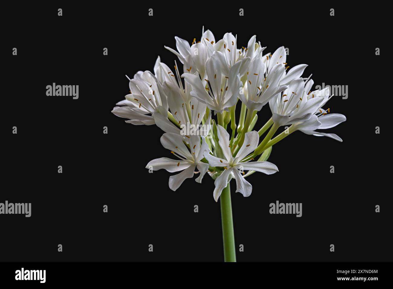 Vue rapprochée de fleurs blanches éclatantes de proiphys amboinensis aka Cardwell Lily ou du nord du lys de Noël isolé sur fond noir Banque D'Images