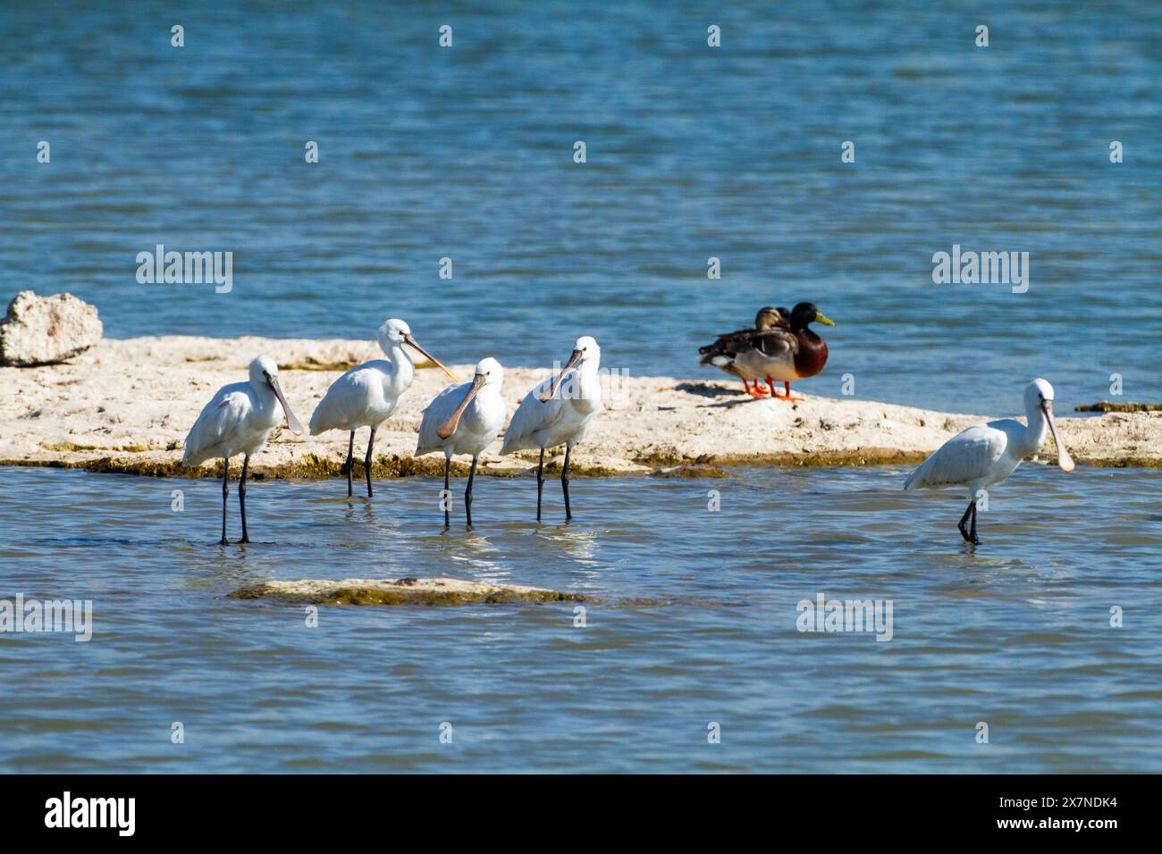 Alimentation eurasienne en cuillères (Platalea leucorodia). Photographié en Israël en mars Banque D'Images