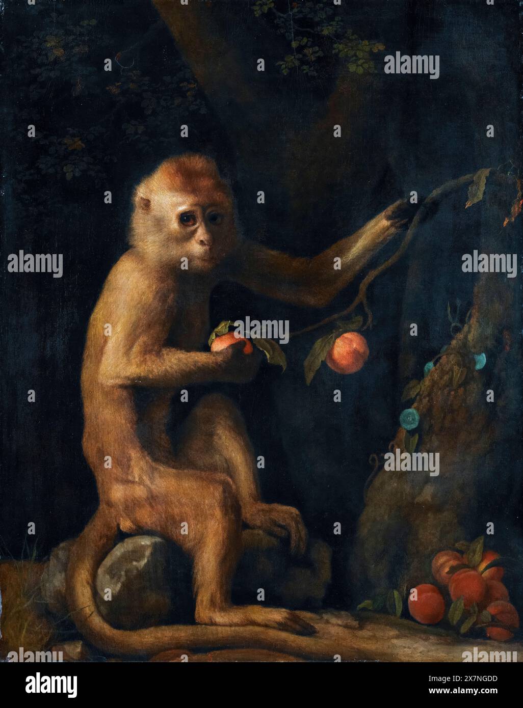 George Stubbs, Un singe, peinture à l'huile sur panneau, 1799 Banque D'Images