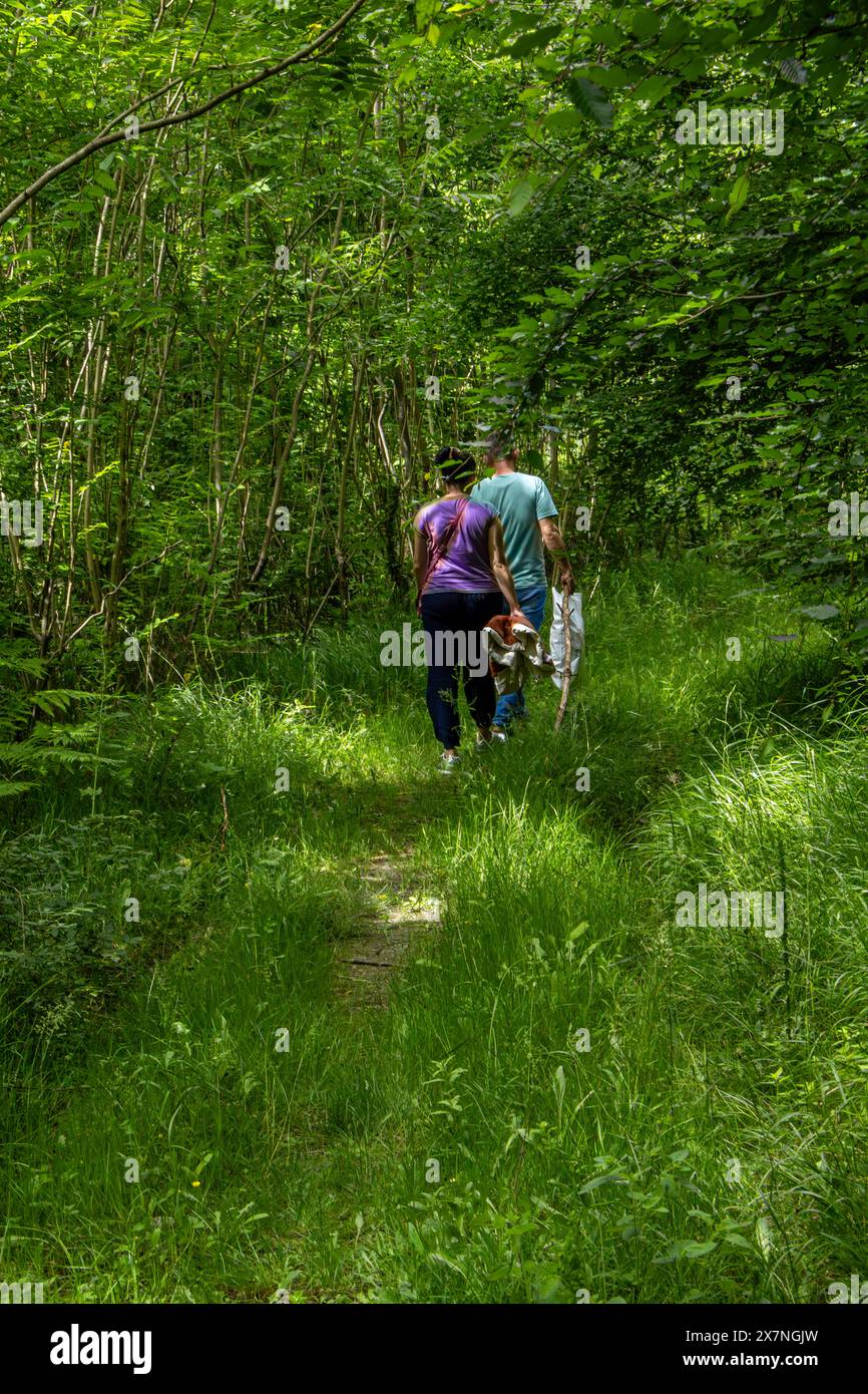 « La forêt est un lieu de transformation, où le cycle de la vie se déroule dans une danse sans fin de naissance et de mort, de croissance et de décomposition Banque D'Images