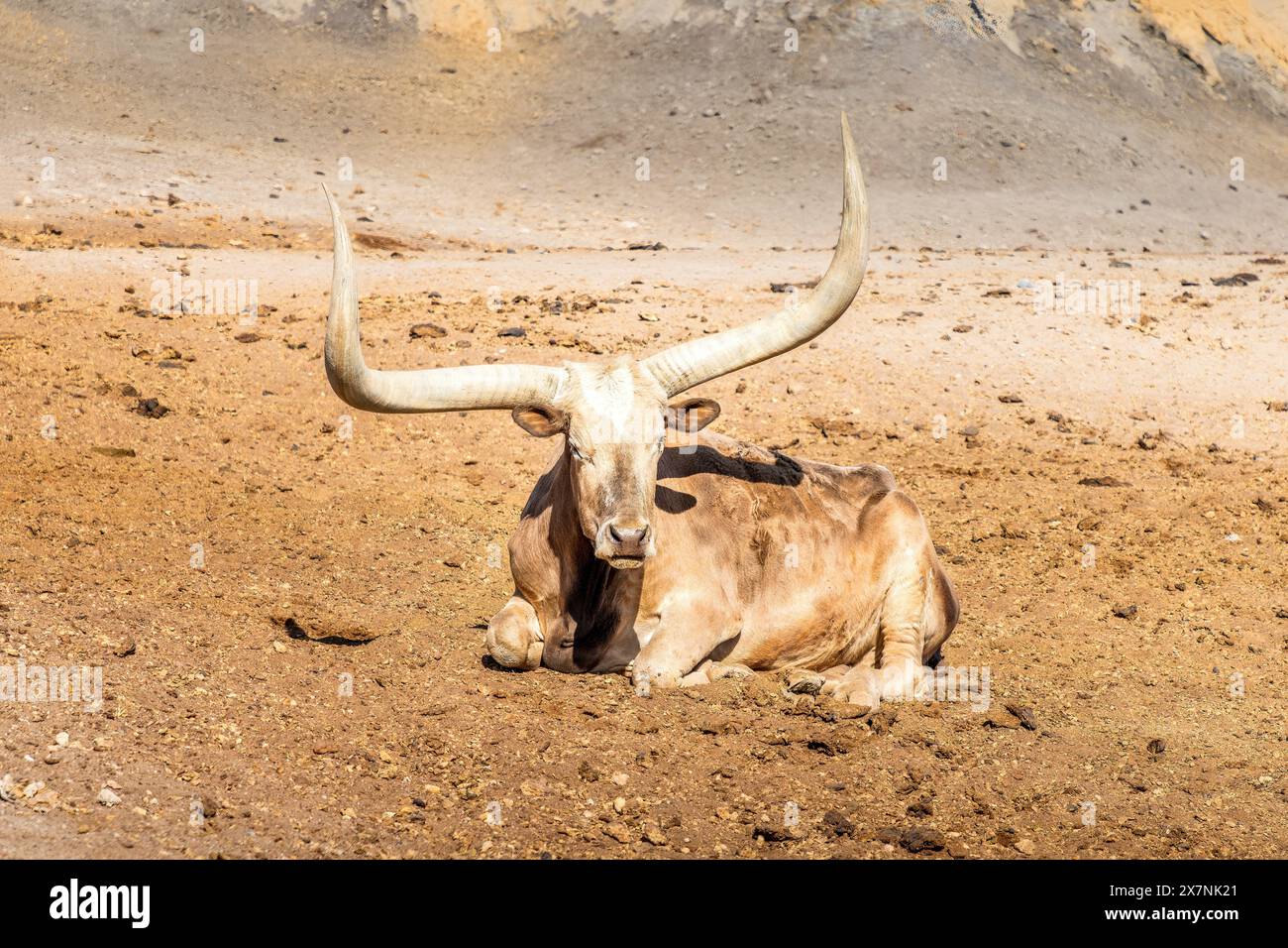 Vache longue corne du Texas couchée sur le sol Banque D'Images